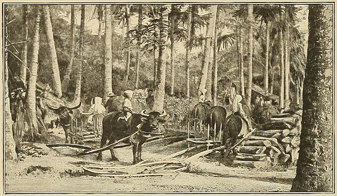 Shifting Lumber in a Forest of Tayabas.
