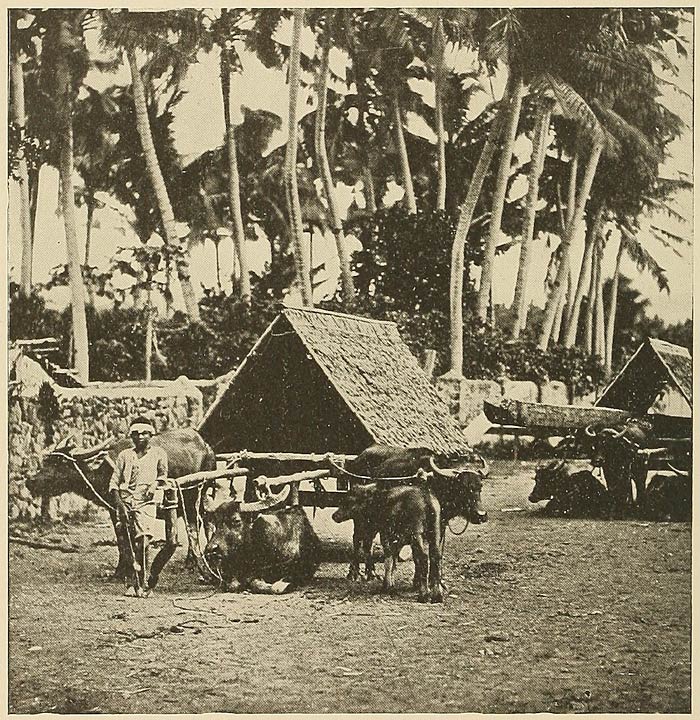Natives Transporting Lumber to the Coast.