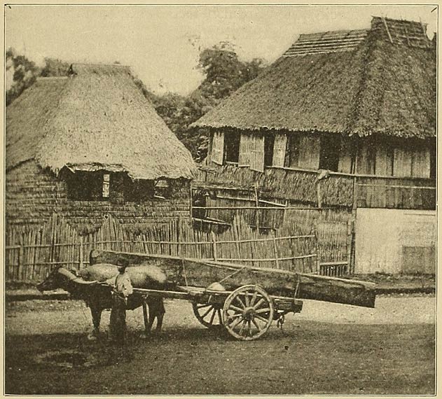 Buffalo Transporting Lumber in Pampanga.