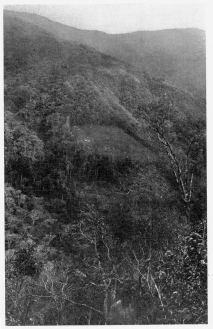 Fig. 21—Clearing in the tropical forest between Rosalina
and Pabellon. This represents the border region where the
forest-dwelling Machiganga Indians and the mountain Indians meet. The
clearings are occupied by Machigangas whose chief crops are yuca and
corn; in the extreme upper left-hand corner are grassy slopes occupied
by Quechua herdsmen and farmers who grow potatoes and corn.