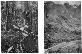 Fig. 98—Dense ground cover, typical trees, epiphytes,
and parasites of the tropical rain forest at 2,500-3,000 feet between
Pongo de Mainique and Rosalina.