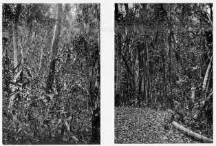 Fig. 56&mdash;The type of forest in the moister tracts of the
valley floor at Sahuayaco. In the center of the photograph is a tree
known as the “sandy matico” used in making canoes for river navigation.