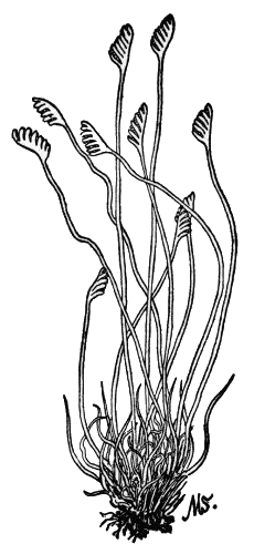 PLATE IV

CURLY GRASS
