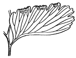 A pinnule of Maidenhair