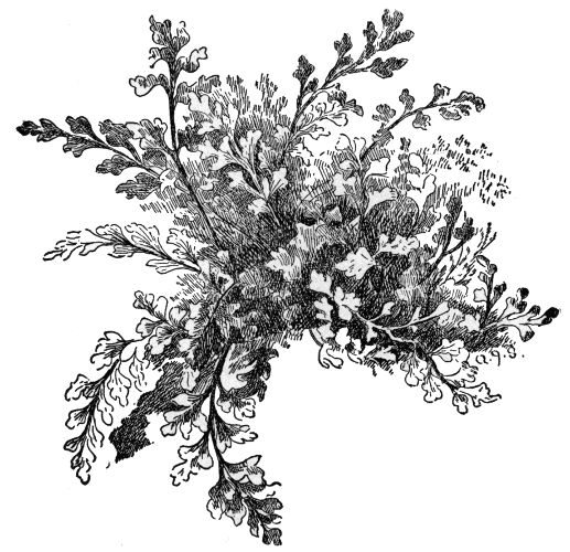 Mountain Spleenwort
