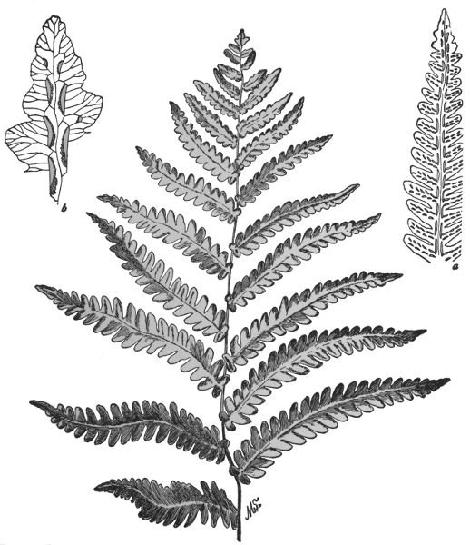 PLATE XXIV
UPPER PART OF FROND OF VIRGINIA CHAIN FERN