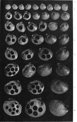 Plate showing 41 small shells of different sizes