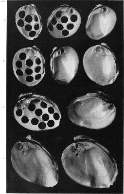 Plate showing 10 larger shells