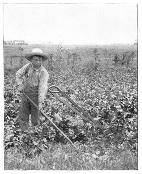 Fig. 3. Sugar beets and a fourteen-year-old experimenter. (Supt. Kern, Illinois.)