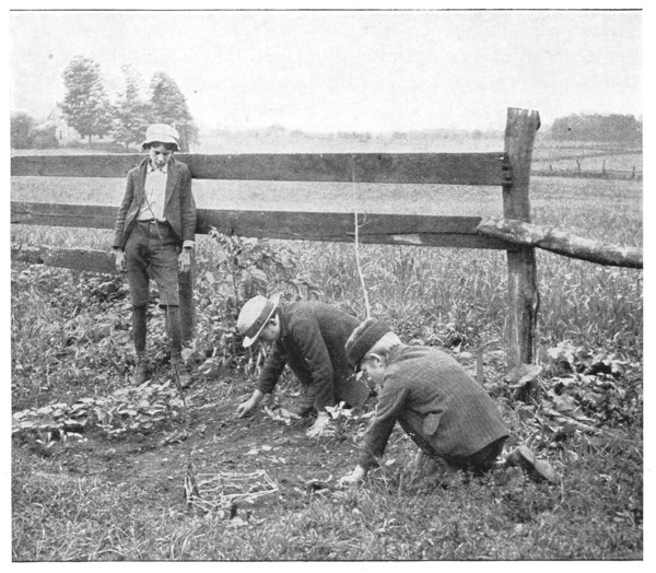 Fig. 7. Junior Naturalists making ready for planting. Tompkins Co., N. Y.