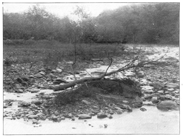 Fig. 23. The bed of a stream at low water, revealing the rounded pebbles that have been worn and smoothed by being rolled about, thus grinding off tiny bits which later are built into the flood-plains.