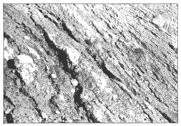Fig. 24. Near view of a cut in glacial soil, gullied by the rains, and with numerous transported pebbles embedded in the rock flour.