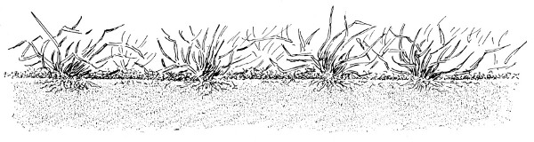 Fig. 39. The moss-grown lawn or grass plot.
