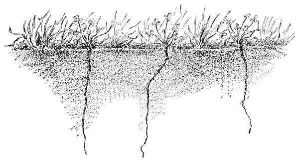 Fig. 40.  The clover roots penetrate the soil deeply.