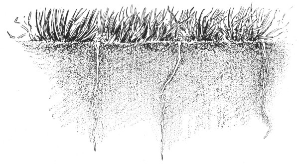 Fig. 41. After the clover dies the soil is in better condition for its having lived.
