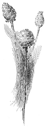 Fig. 49. Knob-like bodies resembling pine cones.