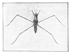 Fig. 50. Water-striders have long, thin legs.
