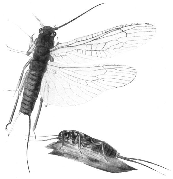 Fig. 54.  Stone-fly, showing one pair of wings. The lower figure is a nymph. Twice natural size.