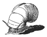 Fig. 63. Snail.
