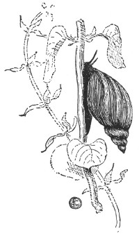 Fig. 64. Snail with conical shell.