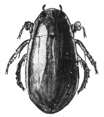 Fig. 67. The predaceous diving-beetle.