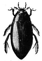 Fig. 69.  A water-scavenger beetle.