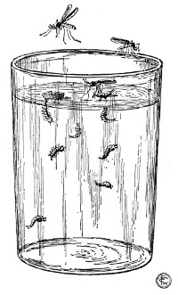 Fig. 74. Temporary aquarium, containing eggs, larv and pup of mosquito.