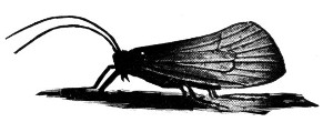 Fig. 78. Caddice-fly.