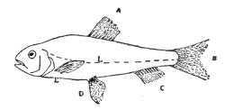 Fig. 79. Diagram of a fish to show: A, dorsal fin; B, caudal fin; C, anal fin; D, pelvic fins; E, pectoral fins; L, lateral line.