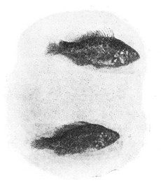 Fig. 82. The common Sunfish or Pumpkin Seed.