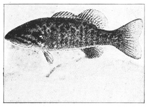 Fig. 83. Adult Small-mouthed Black Bass.