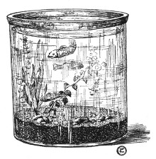 Fig. 86. A convenient form of aquarium jar supplied with water plants. The bottom is covered with clean sand and flat stones.