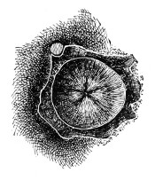 Fig. 88. End of cocoon of Cecropia, inside view, showing where the moth gets out.