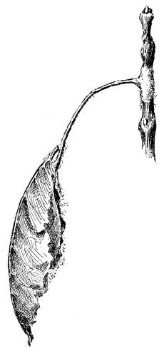 Fig. 89. Cocoon of Promethea moth fastened to a twig with silk.