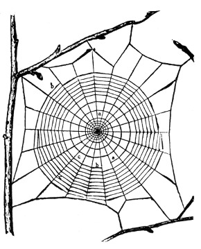 Fig. 91. Nearly completed orb-web.