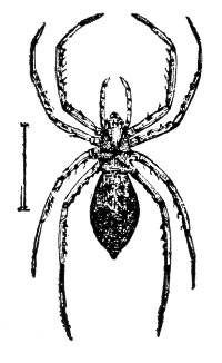 Fig. 95. Spider, showing division of the body into cephalothorax and abdomen.