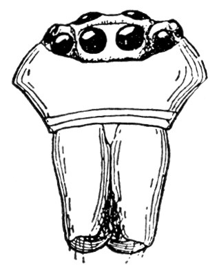 Fig. 98. Head of spider, showing eyes and mandibles.