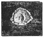 Fig. 107. Egg-sac of a spider.