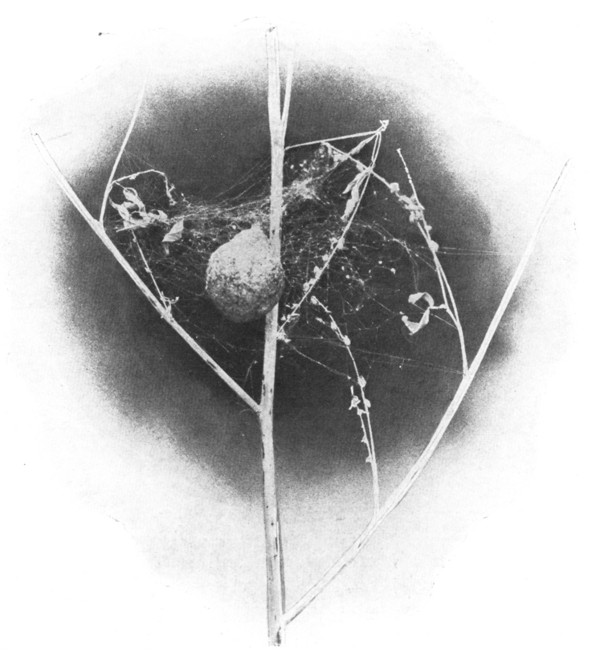 Fig. 108. Egg-sac of an orb weaver.