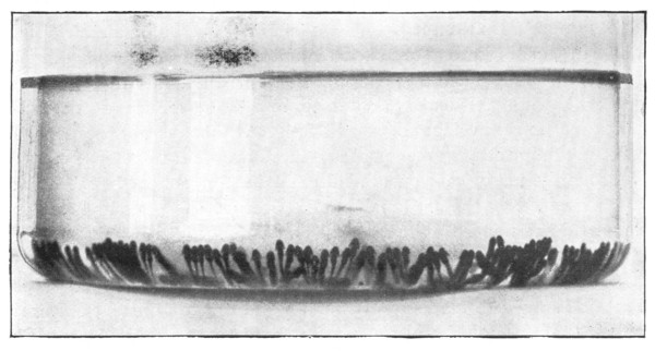 Fig. 113. Older toad tadpoles with their heads up.