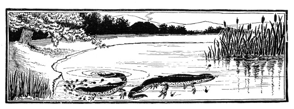 Fig. 118. Two newts feasting on tadpoles.