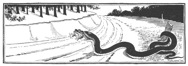 Fig. 120. Snakes frequently swallow toads hind legs foremost, as shown in the picture.
This is especially true of the garter snake, which is a great enemy of the toad.
