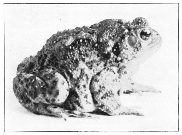 Fig. 122. The same toad awake in the spring. (Natural size).