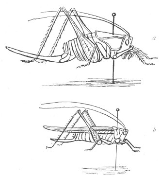 Fig. 136. a, Cricket.  b, Grasshopper.