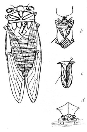 Fig. 137. a, Cicada. b, Stink-bug. c, Leaf-hopper. d, Leaf-hopper—front view.