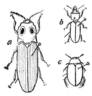 Fig. 138. Beetles—showing the pin through the right wing cover. a, Snapping beetle. b, Wood-boring beetle. c, Water beetle.