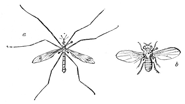 Fig. 139. Flies—showing the knobs just below the wings.  Note that flies have only two wings. a, Crane fly.  b, Pomace fly—enlarged.