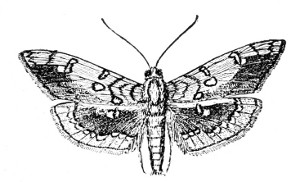 Fig. 143. The Bass-wood leaf-roller moth.