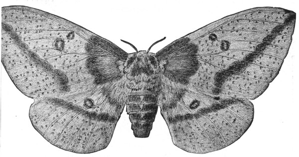 Fig. 144. The Imperial moth. A common night-flying moth.
