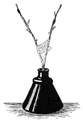 Fig. 147. The bottle with the twigs bearing the egg-masses. The tent is being woven below.